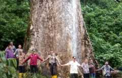 Pohon terbesar di dunia itu tumbuh di Agam